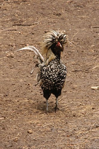 Polish hen (courtesy misha3637)